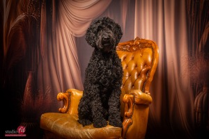 Familie en huisdieren fotografie 